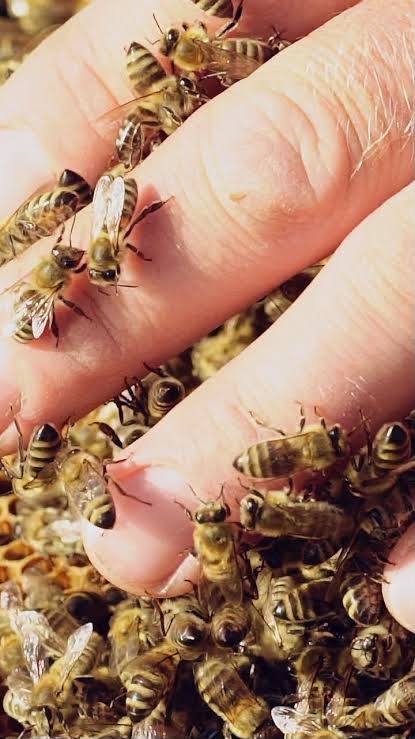 Abejas utilizadas en apiterapia bajo valoración
